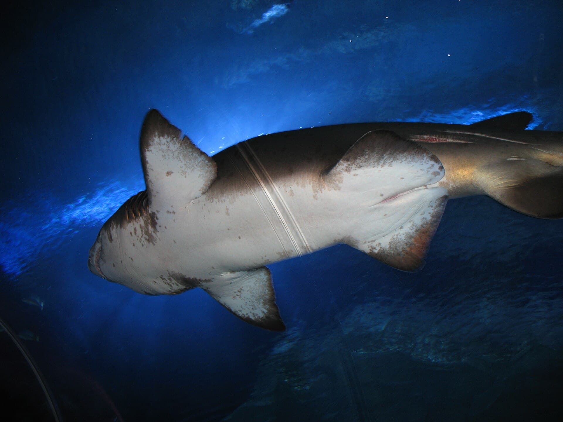 Aquaria KLCC