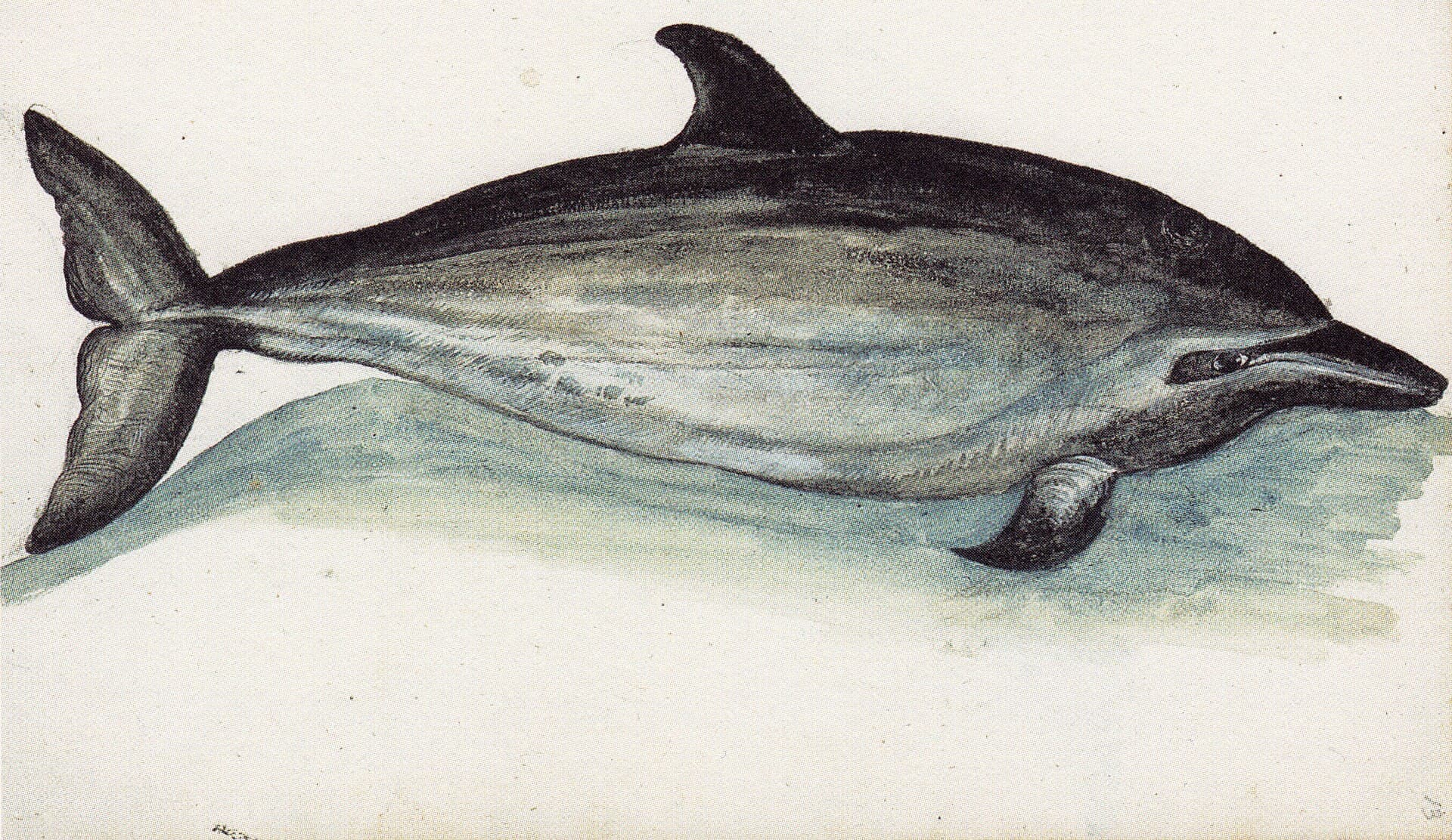 Dolphin Watching