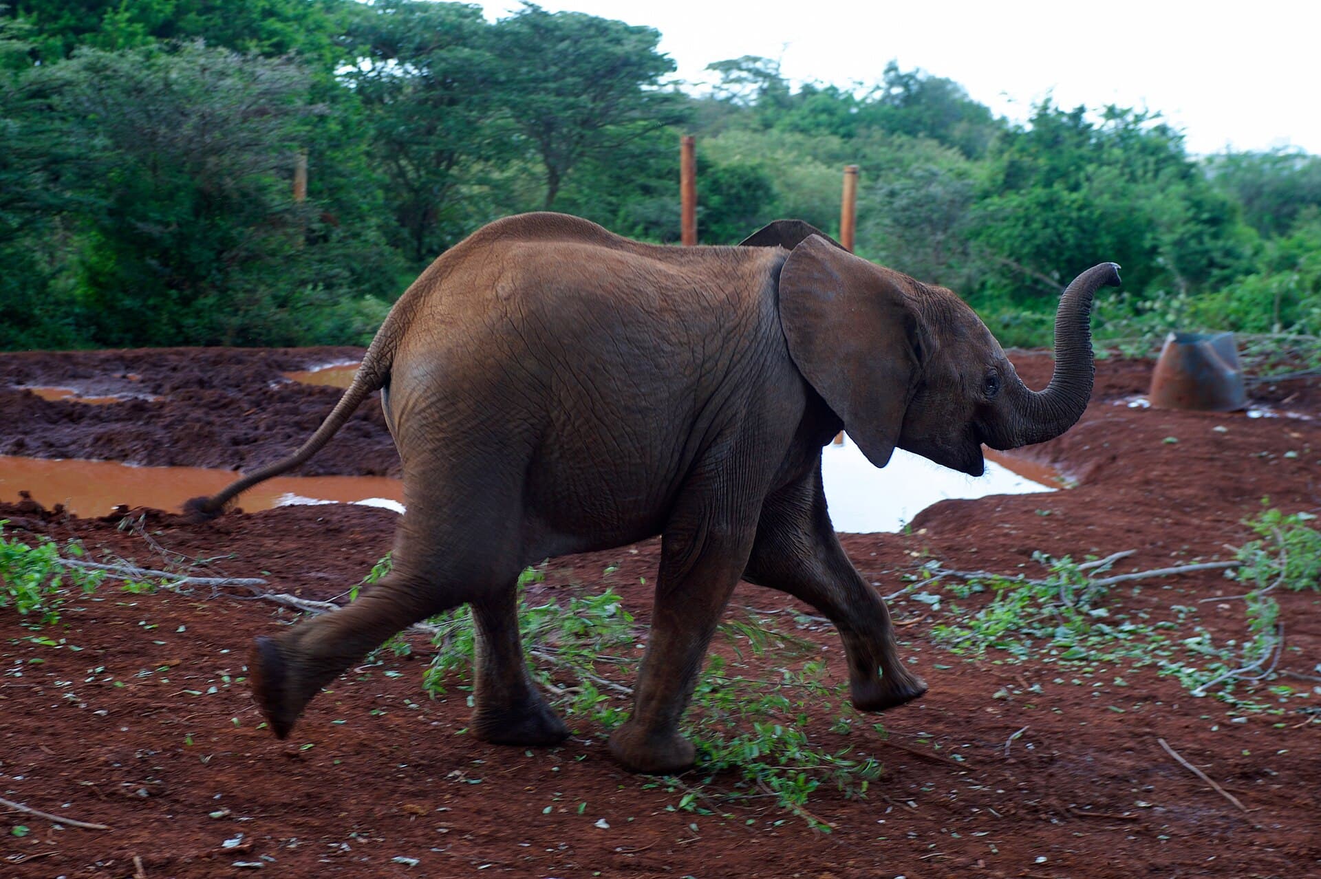 Elephant Orphanage