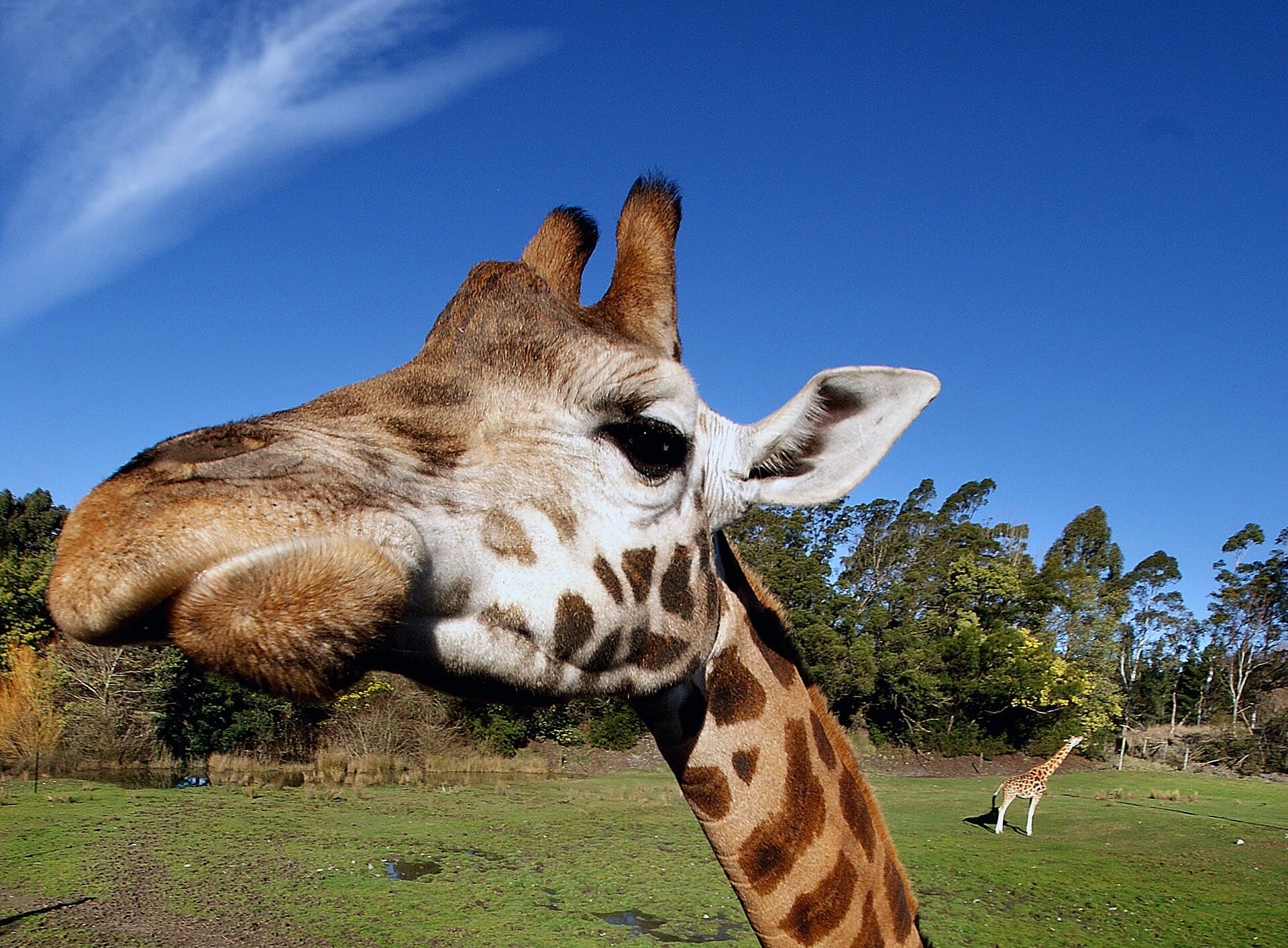 Giraffe Centre