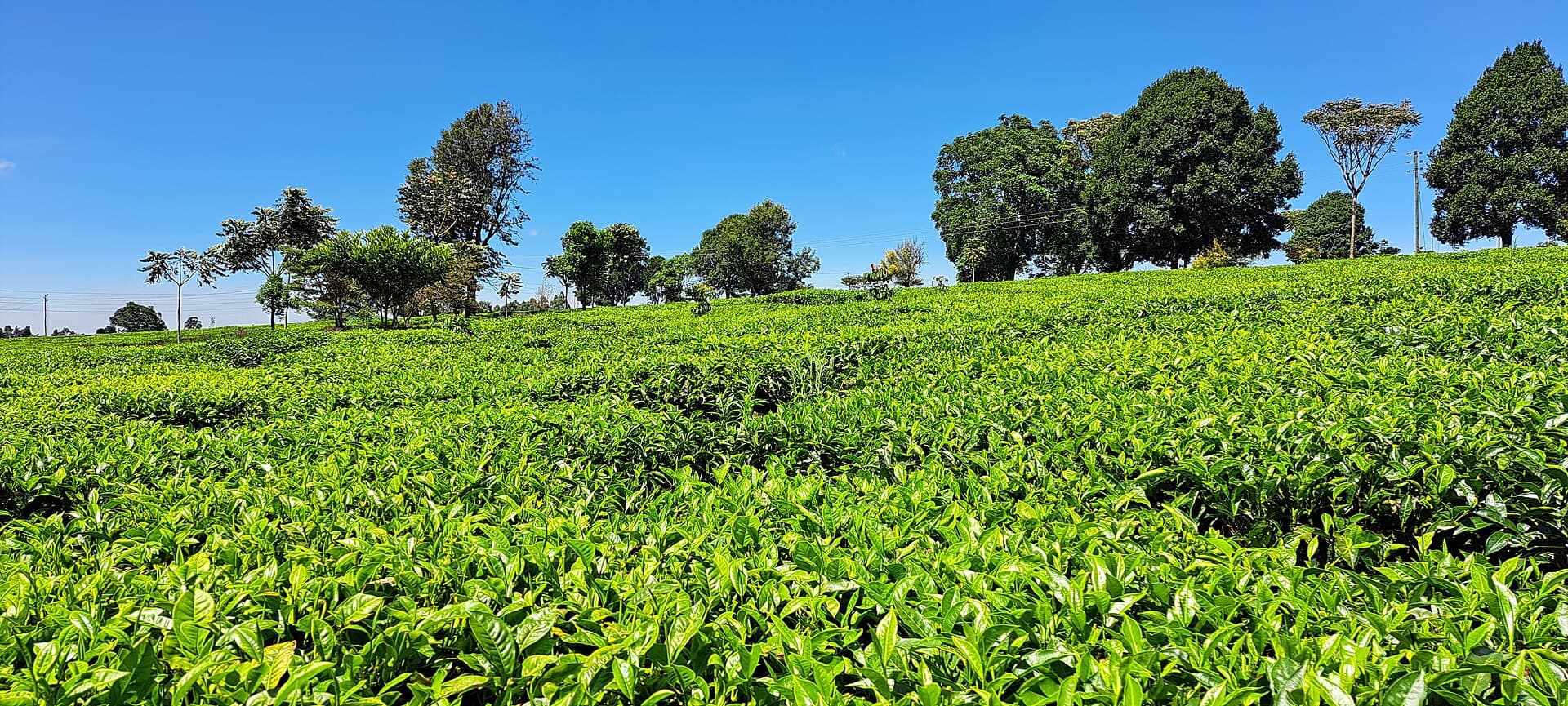 Kiambethu Tea Farm