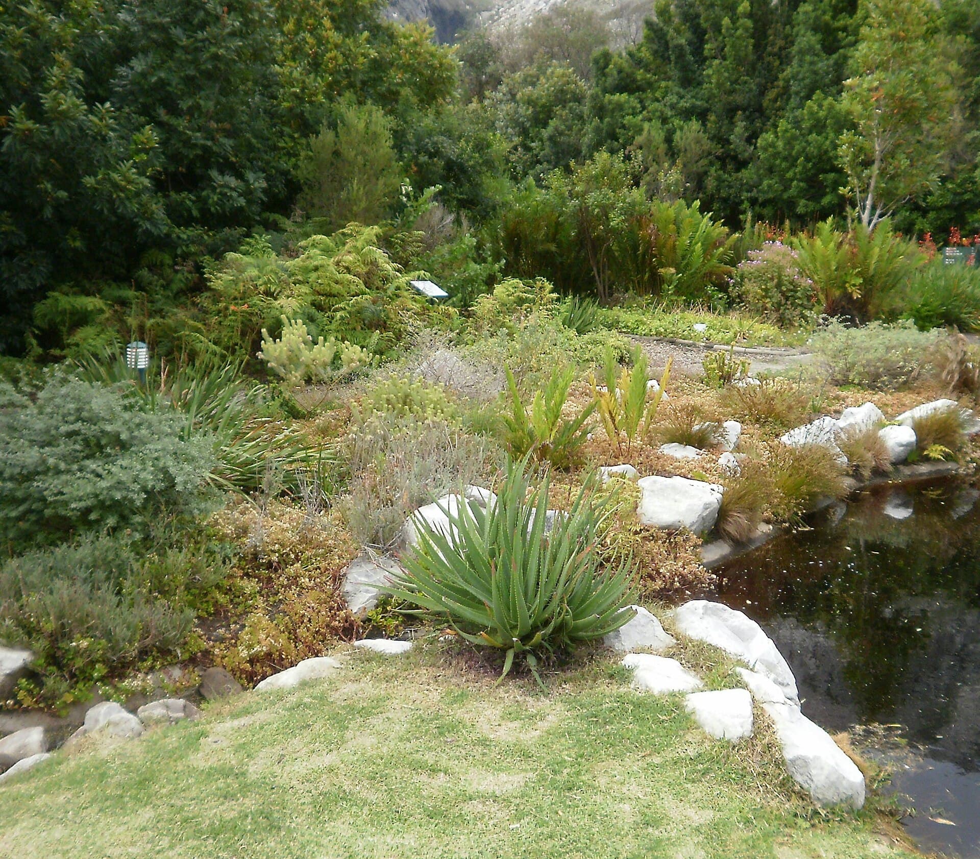 Kirstenbosch Gardens
