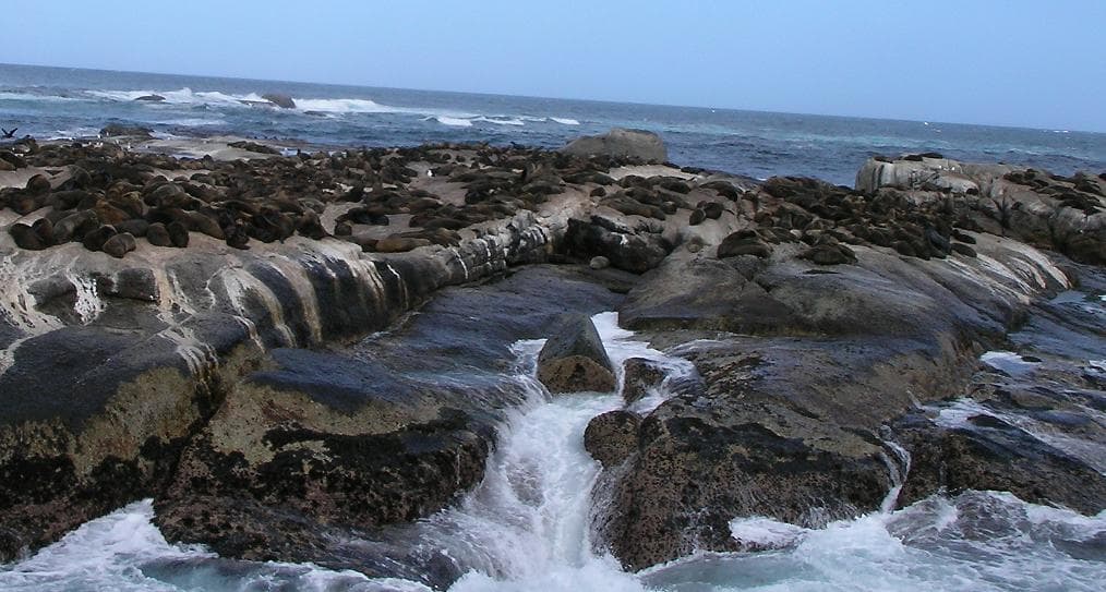 Seal Island Cruise