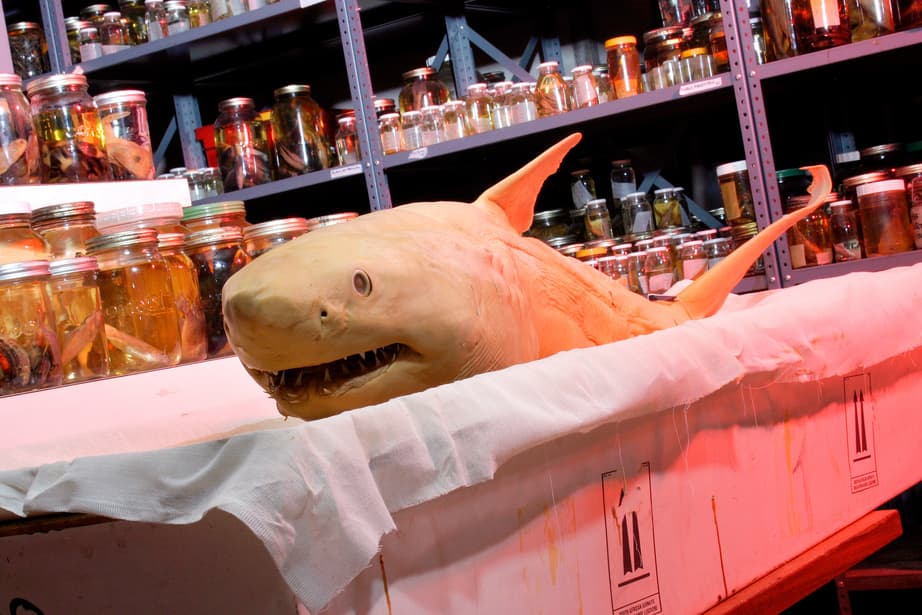Shark Cage Diving