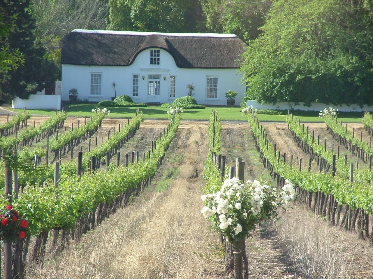 Stellenbosch Wine Tour