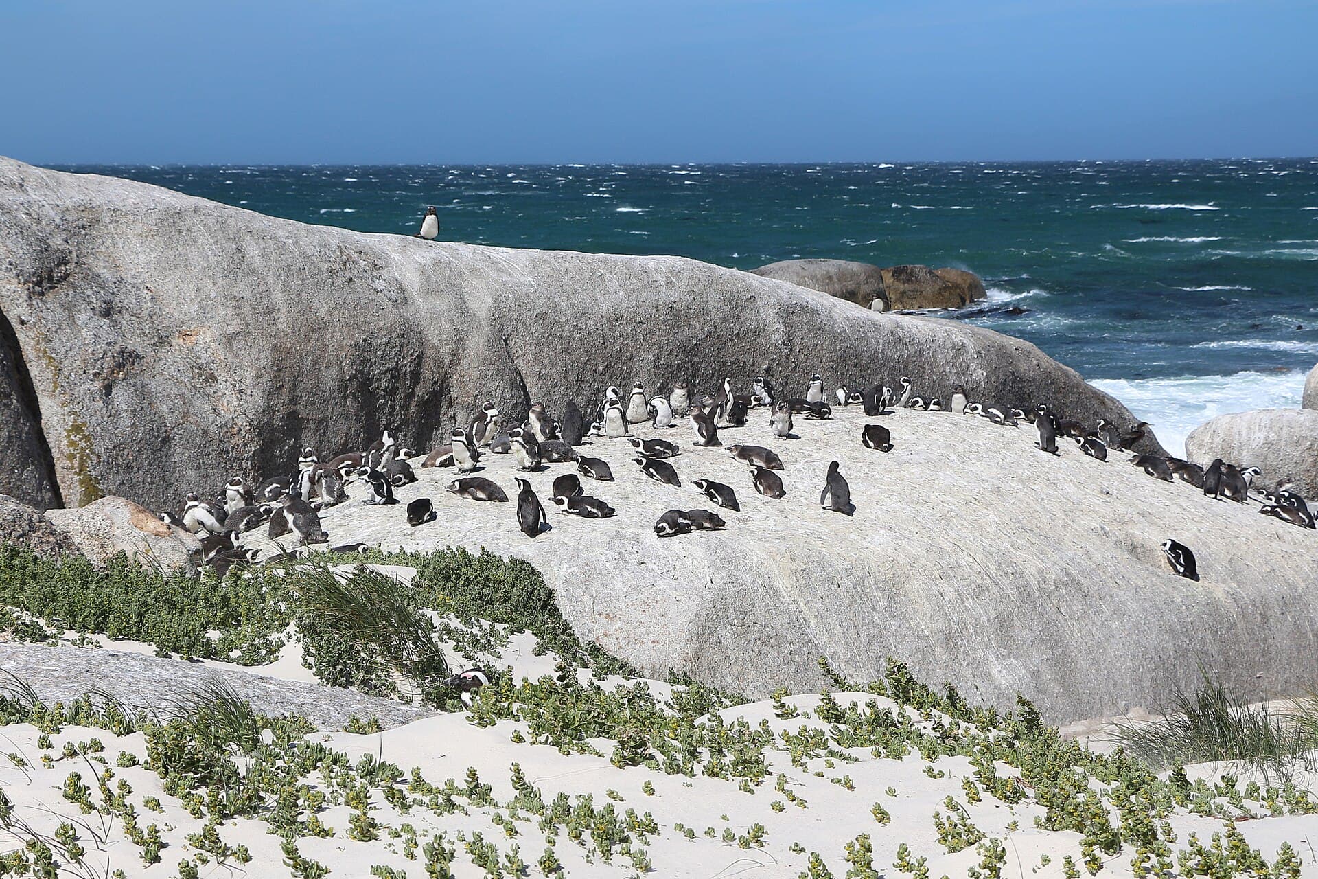 Penguin Tour