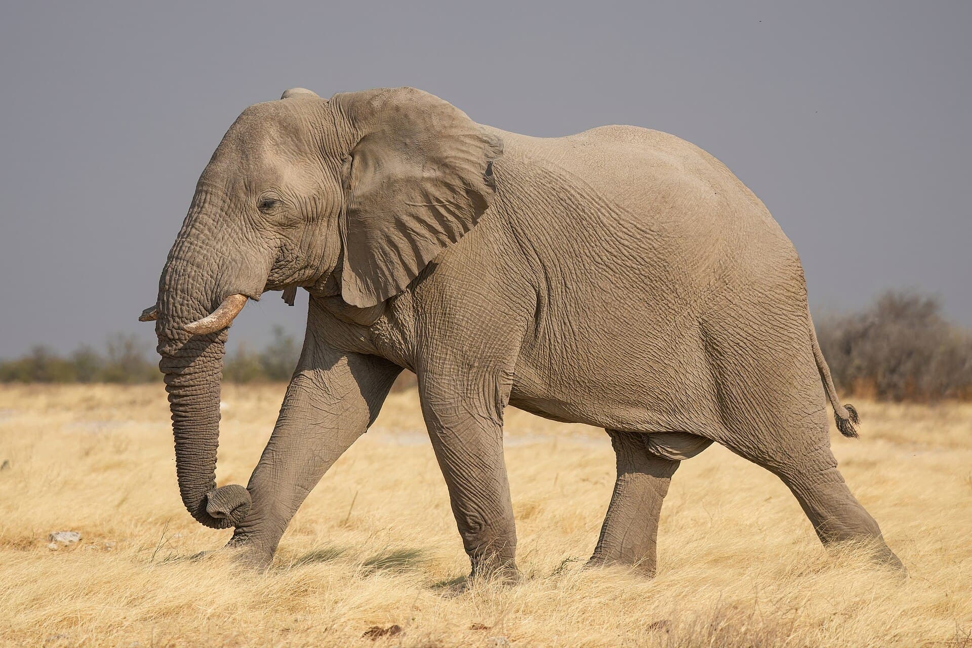 Amboseli Safari