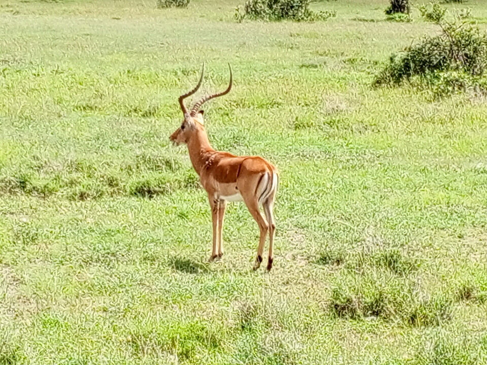 Ol Pejeta Conservancy