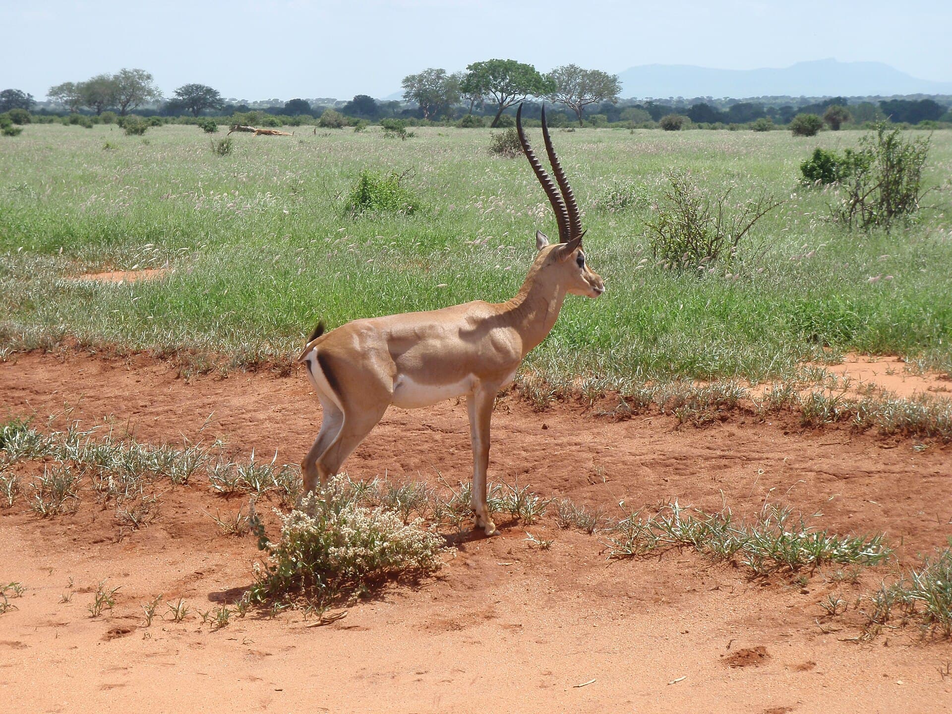Tsavo East