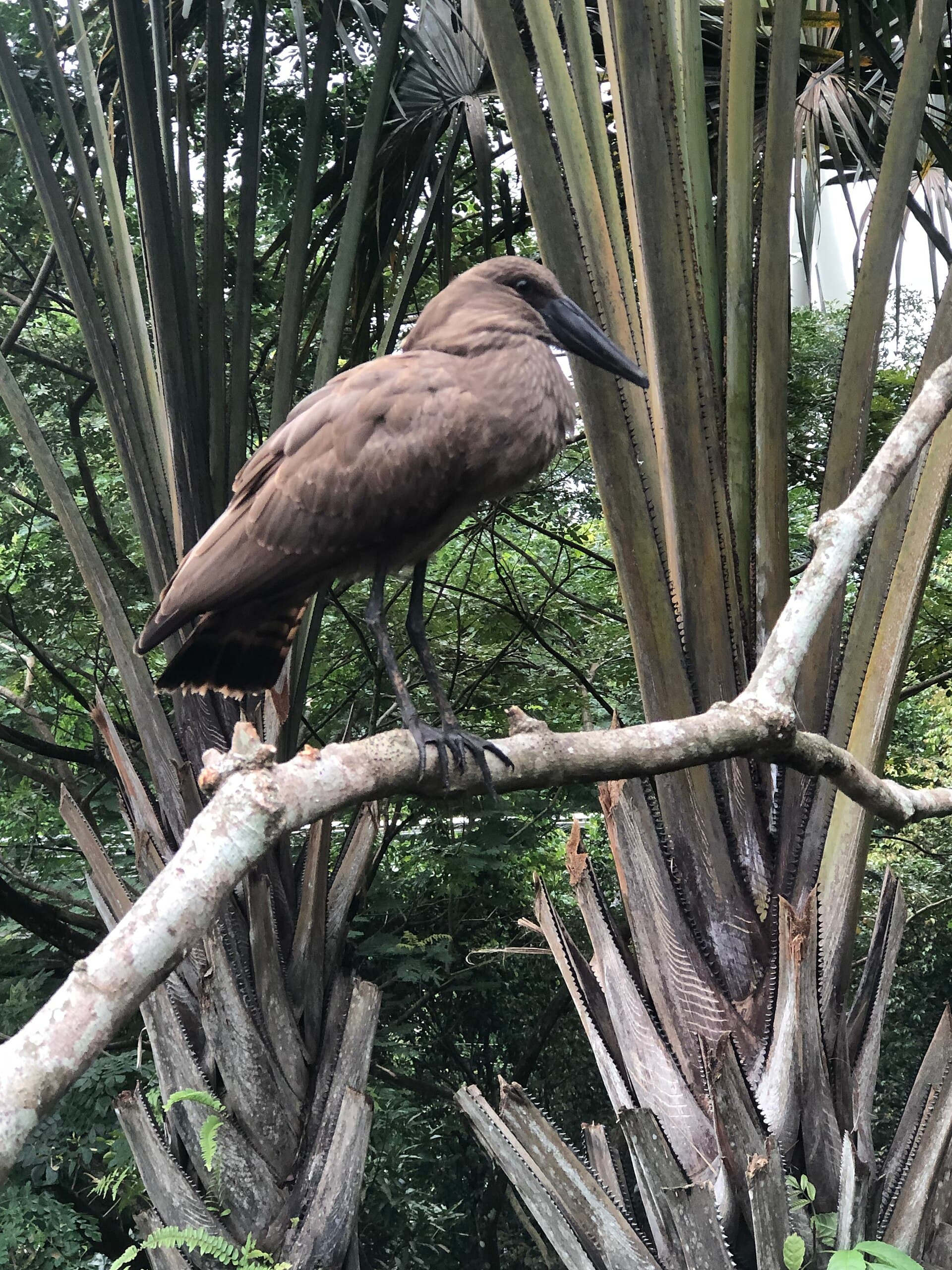 Bird Paradise