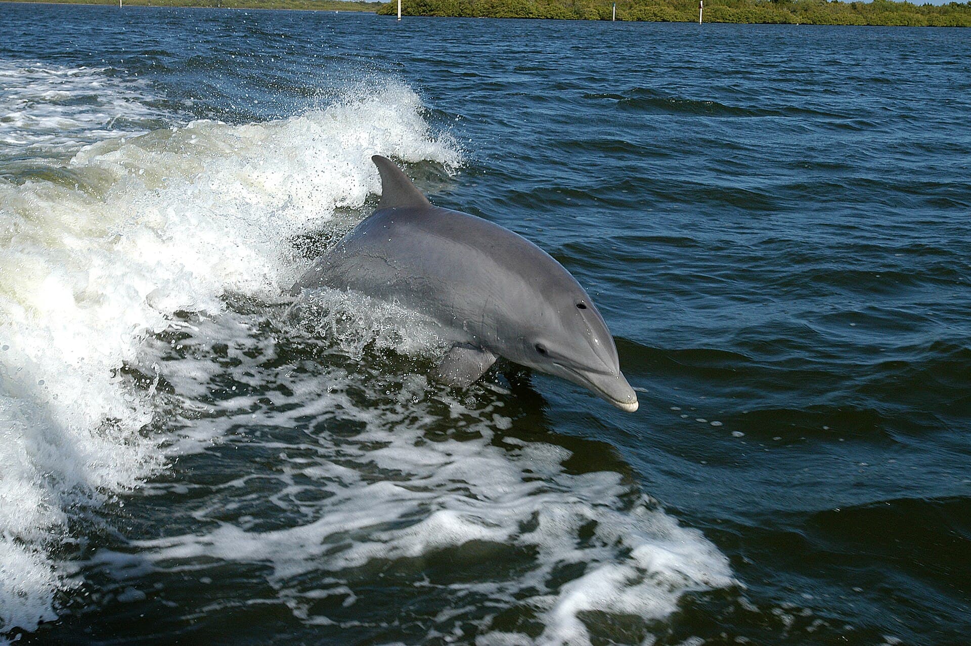 Dolphin Tour (Kizimkazi)