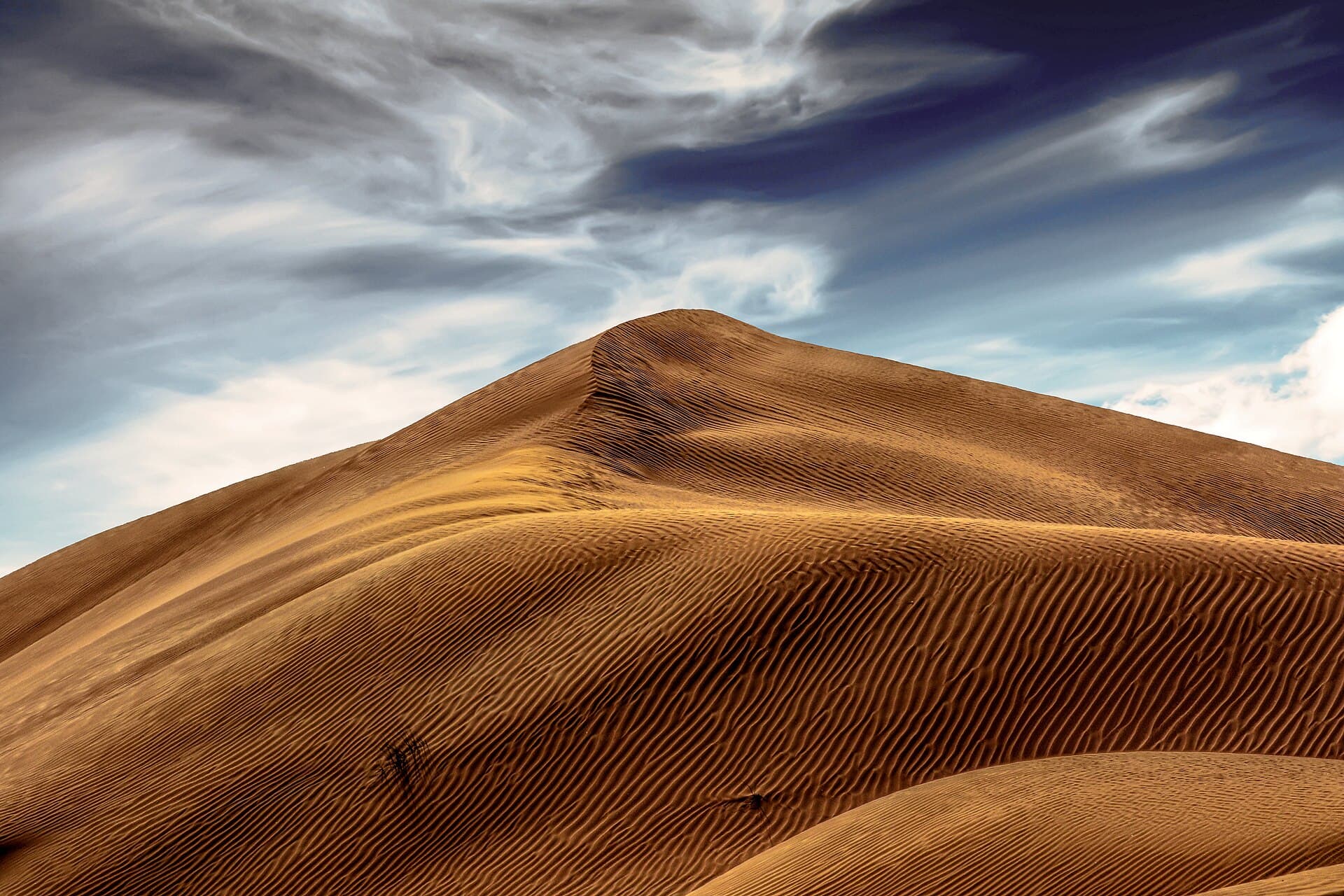Morning Desert Safari