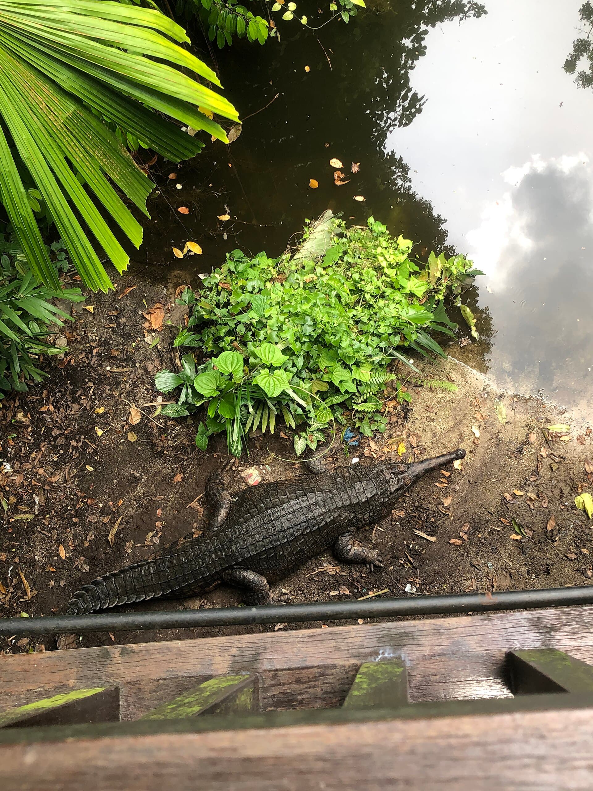 Singapore Zoo